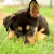 Preparing For A New Puppy