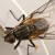 Remedies for Removing Gnats and Fruits Flies From Your Home