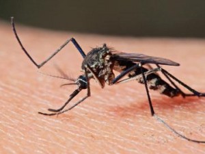 Symptoms-and-prevention-of-Malaria