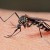 How to Prevent Malaria